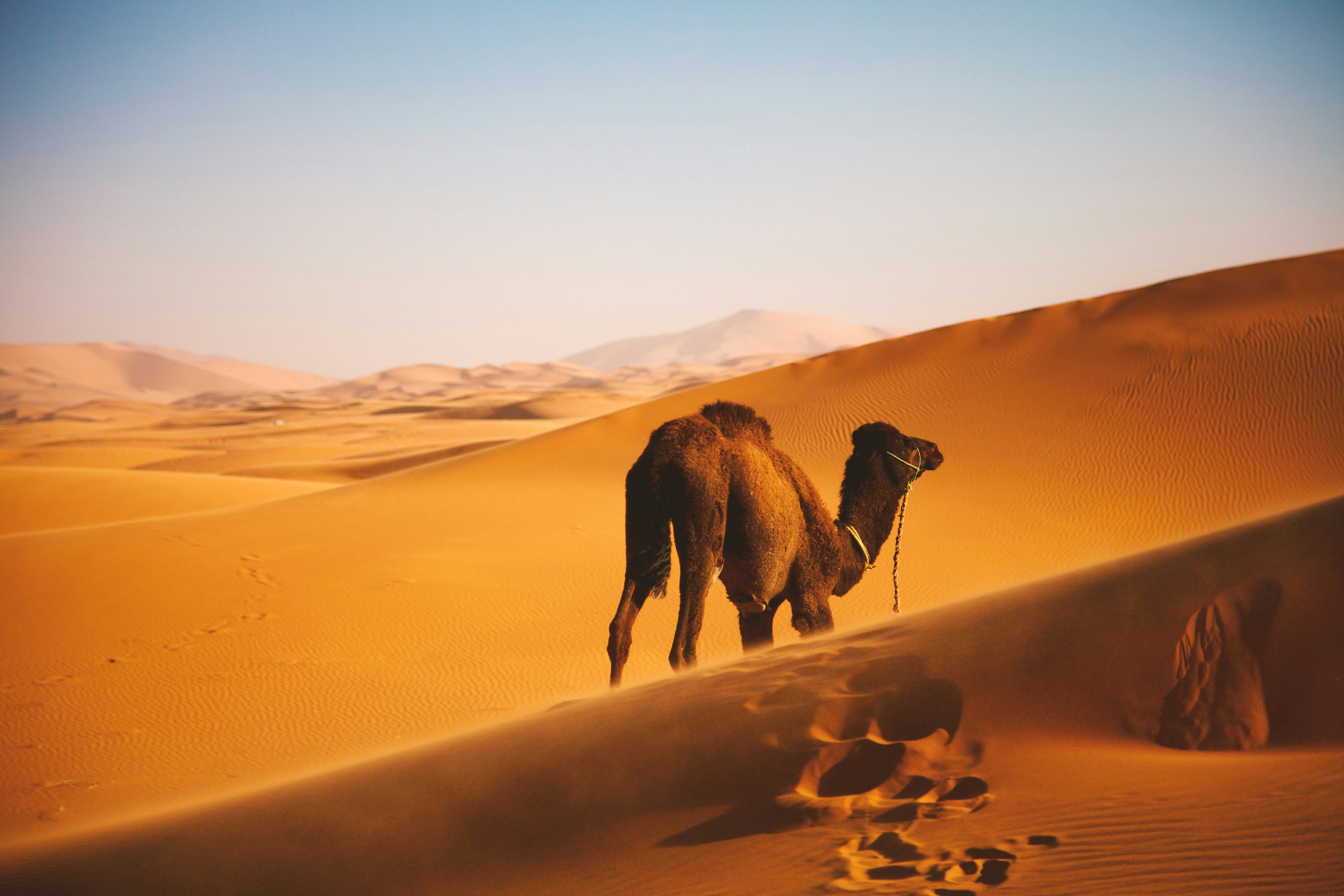Traditional Afar camel caravan